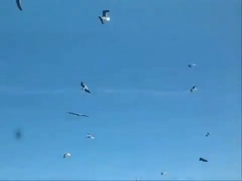 Чайки в небе.