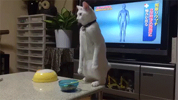 giphy_yapfiles.ru