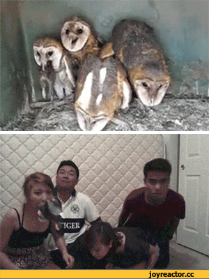 D0B3D0B8D184D0BAD0B8D181D0BED0B2D18BD0B6D0B8D0B2D0BDD0BED181D182D18CD18FD0BFD0BED0BDD186D18B1530932