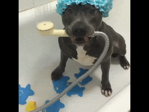 -живность-гифки-купание-1844124