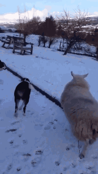 -гифки-живность-1858359