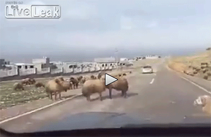 52e6a01de4f2a6287bf4742d6fd