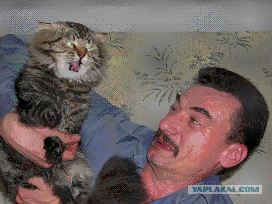 evilcat