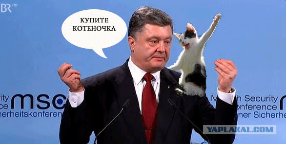 Купите котеночка. Живодер.