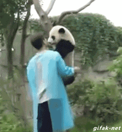 -панда-обнимашки-живность-1886907