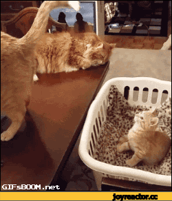 -гипноз-хвост-gifs-1876614