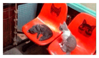 котятки