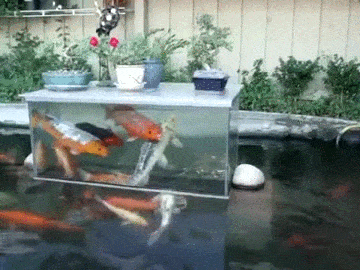 Аквариум в басейне