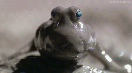 mudskipper