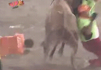 Бычьи яйца