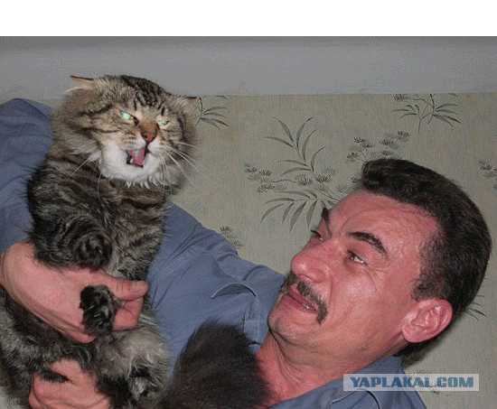 злой кот)))
