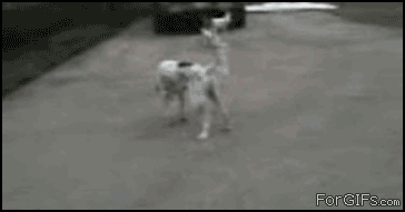 bbdcb12db3d5e2d29578d839e72