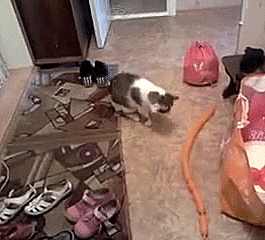 fe75aaa898d4f9d1e85d51cc5b5