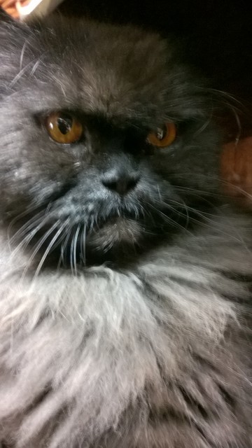 WP_20150313_17_18_39_Pro