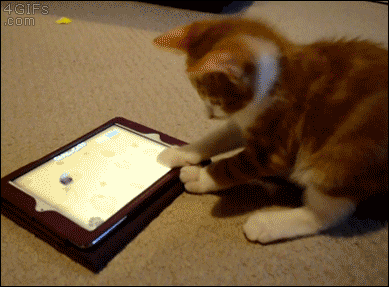 Kitten-stands-waves