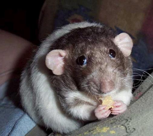 Наш крыс