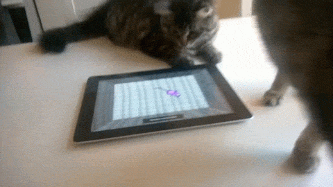 Кот vs ipad