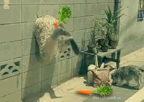 морковь