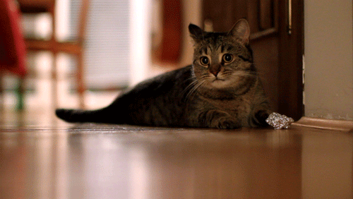 gif-04032013-001