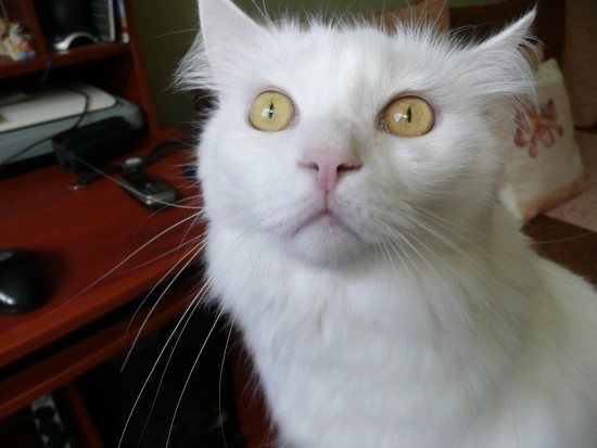 что пристал