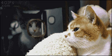 tumblr_nlyohqALBg1t95h1uo1_400