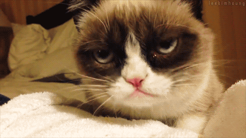 post26118grumpycatlickinggifWp01