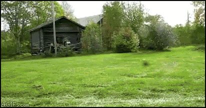 Dog_riding_mower_yapfiles.ru