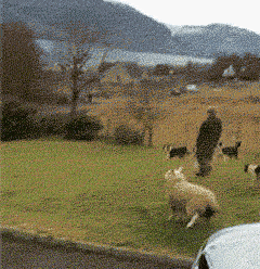 gifs_10