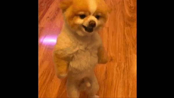 DefinitiveDisloyalAdamsstaghornedbeetle