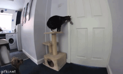 koshka-otkrivaet-dver-chtobi-viyti