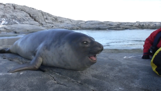 smiling-seal-gif-funn-45DM