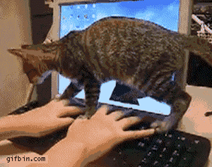 vk_com_animal_gif_0442