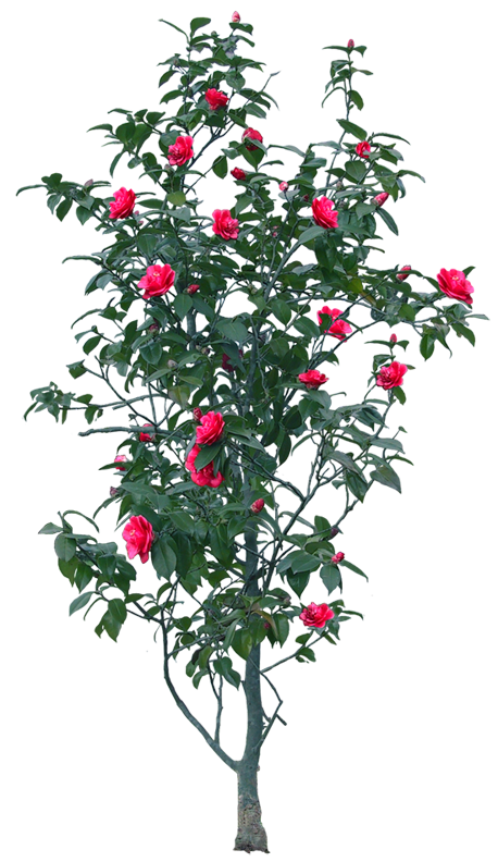 РОЗОВЫЙ КУСТ