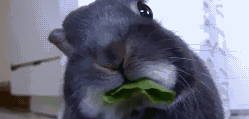 Кролик юкка