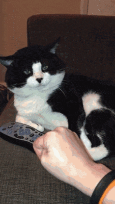 tumblr_n19tp9ukHd1qljj91o2_250