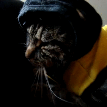 Beecat