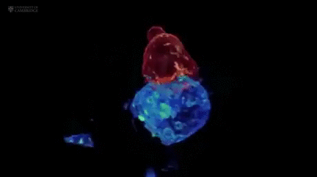 cells