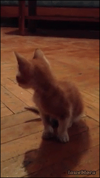 gifs_05