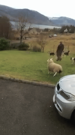 овца тролль