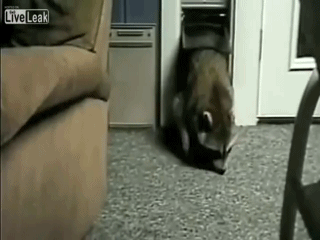 42_gifki_jivotnyie_kotye_enot_286711