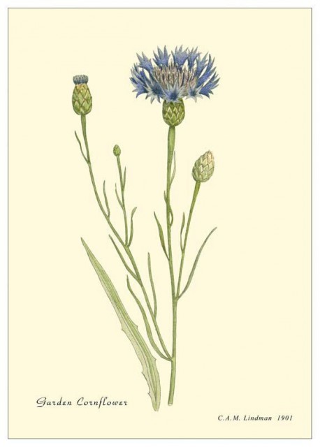 Botanica157