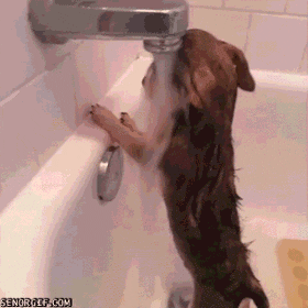 funny-gif-dog-taking-bath-water