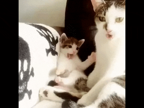 1435310742_575688641