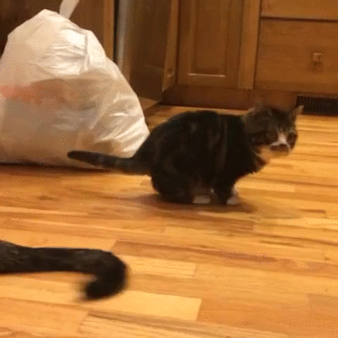 -котэ-сломался-2197060