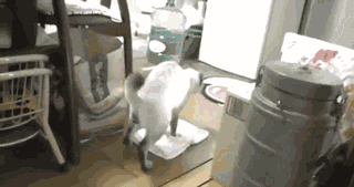 daily_gifdump_854_04