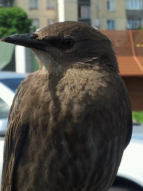 11656043_725210890921682_1547528901_o