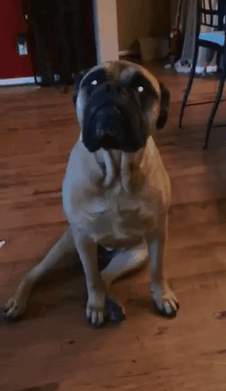 -собакены-заложил-2230675