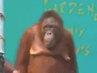 lwatlg6TR3SNFsDydEIv_Orangutan-Magic-Show