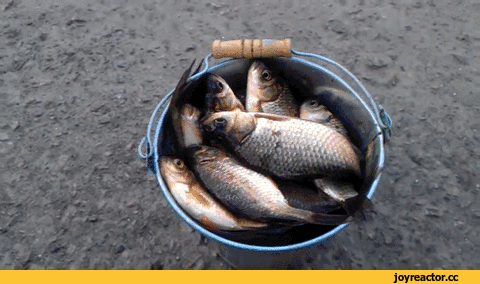 -рыба-улов-неожиданно-2110296