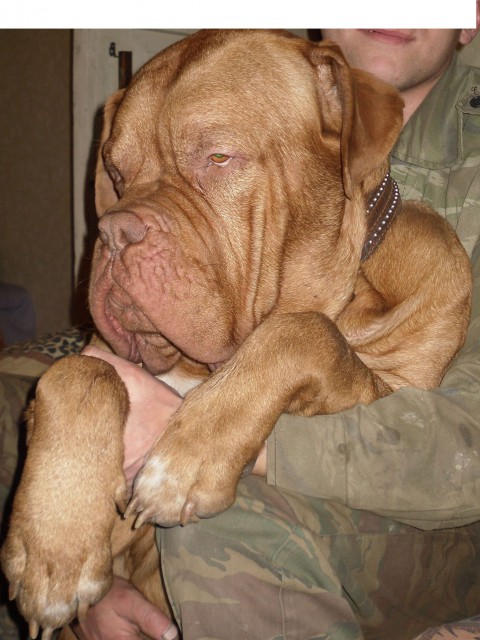 Пес обиделся